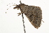  ( - BIOUG37477-C03)  @12 [ ] CreativeCommons - Attribution (2018) CBG Photography Group Centre for Biodiversity Genomics