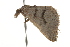  ( - BIOUG37477-C09)  @12 [ ] CreativeCommons - Attribution (2018) CBG Photography Group Centre for Biodiversity Genomics