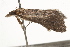 ( - BIOUG37477-D09)  @11 [ ] CreativeCommons - Attribution (2018) CBG Photography Group Centre for Biodiversity Genomics