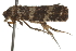  ( - BIOUG37477-H07)  @11 [ ] CreativeCommons - Attribution (2018) CBG Photography Group Centre for Biodiversity Genomics