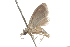  ( - BIOUG37478-D01)  @11 [ ] CreativeCommons - Attribution (2018) CBG Photography Group Centre for Biodiversity Genomics