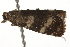  ( - BIOUG37478-H07)  @11 [ ] CreativeCommons - Attribution (2018) CBG Photography Group Centre for Biodiversity Genomics