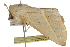  ( - BIOUG37653-C05)  @11 [ ] CreativeCommons - Attribution (2018) CBG Photography Group Centre for Biodiversity Genomics