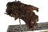  ( - BIOUG37653-C11)  @11 [ ] CreativeCommons - Attribution (2018) CBG Photography Group Centre for Biodiversity Genomics