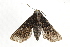  ( - BIOUG37653-D11)  @13 [ ] CreativeCommons - Attribution (2018) CBG Photography Group Centre for Biodiversity Genomics