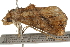  ( - BIOUG37653-H09)  @12 [ ] CreativeCommons - Attribution (2018) CBG Photography Group Centre for Biodiversity Genomics