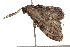  ( - BIOUG37657-C05)  @12 [ ] CreativeCommons - Attribution (2018) CBG Photography Group Centre for Biodiversity Genomics