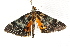  ( - BIOUG37658-C05)  @13 [ ] CreativeCommons - Attribution (2018) CBG Photography Group Centre for Biodiversity Genomics