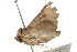  ( - BIOUG37658-H02)  @13 [ ] CreativeCommons - Attribution (2018) CBG Photography Group Centre for Biodiversity Genomics