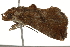  ( - BIOUG37659-G03)  @12 [ ] CreativeCommons - Attribution (2018) CBG Photography Group Centre for Biodiversity Genomics
