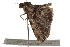  ( - BIOUG37659-G10)  @12 [ ] CreativeCommons - Attribution (2018) CBG Photography Group Centre for Biodiversity Genomics