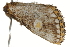  ( - BIOUG37660-A10)  @11 [ ] CreativeCommons - Attribution (2018) CBG Photography Group Centre for Biodiversity Genomics