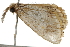  ( - BIOUG37660-A11)  @11 [ ] CreativeCommons - Attribution (2018) CBG Photography Group Centre for Biodiversity Genomics