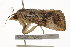  ( - BIOUG37660-F01)  @12 [ ] CreativeCommons - Attribution (2018) CBG Photography Group Centre for Biodiversity Genomics