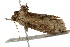  ( - BIOUG37661-D12)  @11 [ ] CreativeCommons - Attribution (2018) CBG Photography Group Centre for Biodiversity Genomics