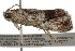  ( - BIOUG37661-F08)  @12 [ ] CreativeCommons - Attribution (2018) CBG Photography Group Centre for Biodiversity Genomics