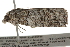  ( - BIOUG37661-H05)  @11 [ ] CreativeCommons - Attribution (2018) CBG Photography Group Centre for Biodiversity Genomics