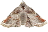  ( - BIOUG37662-B07)  @11 [ ] CreativeCommons - Attribution (2018) CBG Photography Group Centre for Biodiversity Genomics
