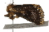  ( - BIOUG37662-F08)  @12 [ ] CreativeCommons - Attribution (2018) CBG Photography Group Centre for Biodiversity Genomics