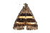  ( - BIOUG37739-B05)  @12 [ ] CreativeCommons - Attribution (2018) CBG Photography Group Centre for Biodiversity Genomics