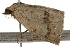  ( - BIOUG37739-G09)  @12 [ ] CreativeCommons - Attribution (2018) CBG Photography Group Centre for Biodiversity Genomics