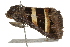  ( - BIOUG37740-B05)  @13 [ ] CreativeCommons - Attribution (2018) CBG Photography Group Centre for Biodiversity Genomics