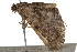  ( - BIOUG37740-D01)  @12 [ ] CreativeCommons - Attribution (2018) CBG Photography Group Centre for Biodiversity Genomics