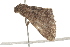  ( - BIOUG37740-H10)  @12 [ ] CreativeCommons - Attribution (2018) CBG Photography Group Centre for Biodiversity Genomics