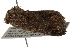  ( - BIOUG37741-E11)  @12 [ ] CreativeCommons - Attribution (2018) CBG Photography Group Centre for Biodiversity Genomics