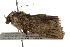  ( - BIOUG37741-G06)  @12 [ ] CreativeCommons - Attribution (2018) CBG Photography Group Centre for Biodiversity Genomics
