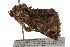  ( - BIOUG37738-D11)  @12 [ ] CreativeCommons - Attribution (2018) CBG Photography Group Centre for Biodiversity Genomics