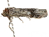  ( - BIOUG45810-A06)  @12 [ ] CreativeCommons - Attribution (2020) CBG Photography Group Centre for Biodiversity Genomics