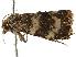  ( - BIOUG45811-B09)  @11 [ ] CreativeCommons - Attribution (2020) CBG Photography Group Centre for Biodiversity Genomics