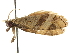  ( - BIOUG45811-D12)  @12 [ ] CreativeCommons - Attribution (2020) CBG Photography Group Centre for Biodiversity Genomics
