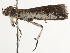  ( - BIOUG45813-G04)  @11 [ ] CreativeCommons - Attribution (2020) CBG Photography Group Centre for Biodiversity Genomics
