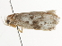  ( - BIOUG45815-G09)  @11 [ ] CreativeCommons - Attribution (2020) CBG Photography Group Centre for Biodiversity Genomics