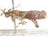  ( - BIOUG45815-H08)  @12 [ ] CreativeCommons - Attribution (2020) CBG Photography Group Centre for Biodiversity Genomics