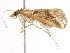 ( - BIOUG45816-B02)  @11 [ ] CreativeCommons - Attribution (2020) CBG Photography Group Centre for Biodiversity Genomics