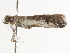  ( - BIOUG45816-D01)  @11 [ ] CreativeCommons - Attribution (2020) CBG Photography Group Centre for Biodiversity Genomics