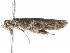  ( - BIOUG45816-D04)  @11 [ ] CreativeCommons - Attribution (2020) CBG Photography Group Centre for Biodiversity Genomics
