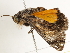  ( - BIOUG45816-D12)  @12 [ ] CreativeCommons - Attribution (2020) CBG Photography Group Centre for Biodiversity Genomics