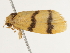  ( - BIOUG45816-H07)  @12 [ ] CreativeCommons - Attribution (2020) CBG Photography Group Centre for Biodiversity Genomics