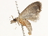  ( - BIOUG45818-A05)  @11 [ ] CreativeCommons - Attribution (2020) CBG Photography Group Centre for Biodiversity Genomics