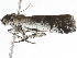  ( - BIOUG45818-D03)  @11 [ ] CreativeCommons - Attribution (2020) CBG Photography Group Centre for Biodiversity Genomics