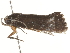  ( - BIOUG45818-G01)  @11 [ ] CreativeCommons - Attribution (2020) CBG Photography Group Centre for Biodiversity Genomics