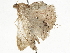  ( - BIOUG45818-G02)  @11 [ ] CreativeCommons - Attribution (2020) CBG Photography Group Centre for Biodiversity Genomics