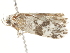  ( - BIOUG45819-H04)  @11 [ ] CreativeCommons - Attribution (2020) CBG Photography Group Centre for Biodiversity Genomics