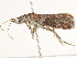 ( - BIOUG45820-D08)  @12 [ ] CreativeCommons - Attribution (2020) CBG Photography Group Centre for Biodiversity Genomics