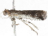  ( - BIOUG45821-A11)  @11 [ ] CreativeCommons - Attribution (2020) CBG Photography Group Centre for Biodiversity Genomics