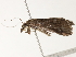  ( - BIOUG45823-C09)  @11 [ ] CreativeCommons - Attribution (2020) CBG Photography Group Centre for Biodiversity Genomics